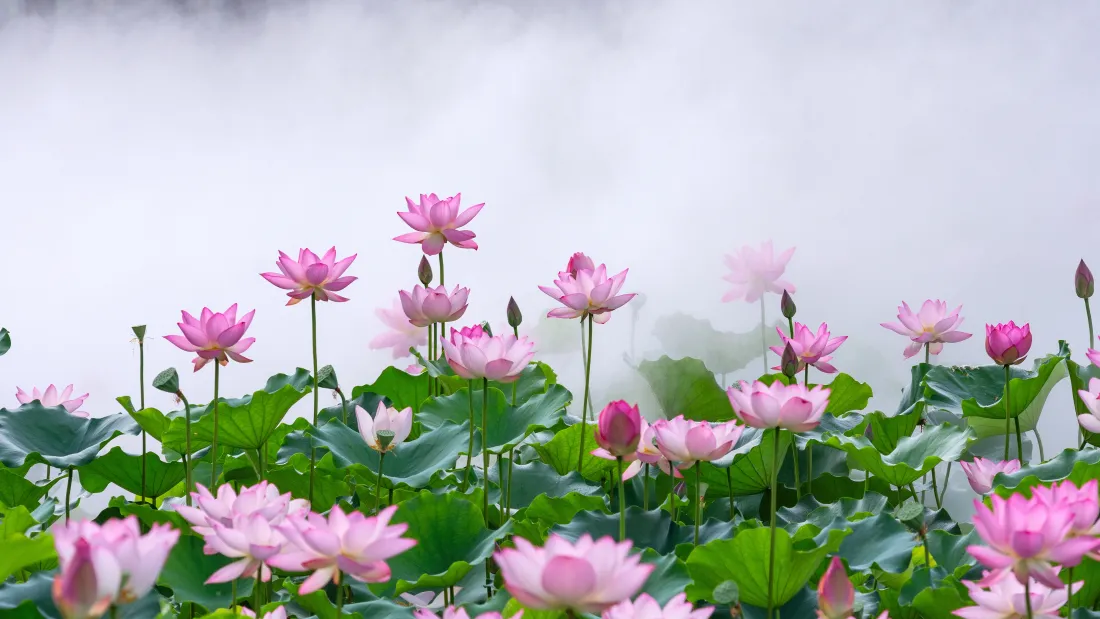 4k荷花壁纸｜雾气荷塘背景图片 - 清新夏日风景「哲风壁纸」