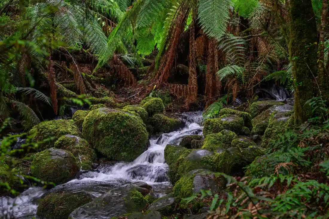 2k热带雨林壁纸｜林间溪流背景图片 - 苔藓绿植自然风景「哲风壁纸」