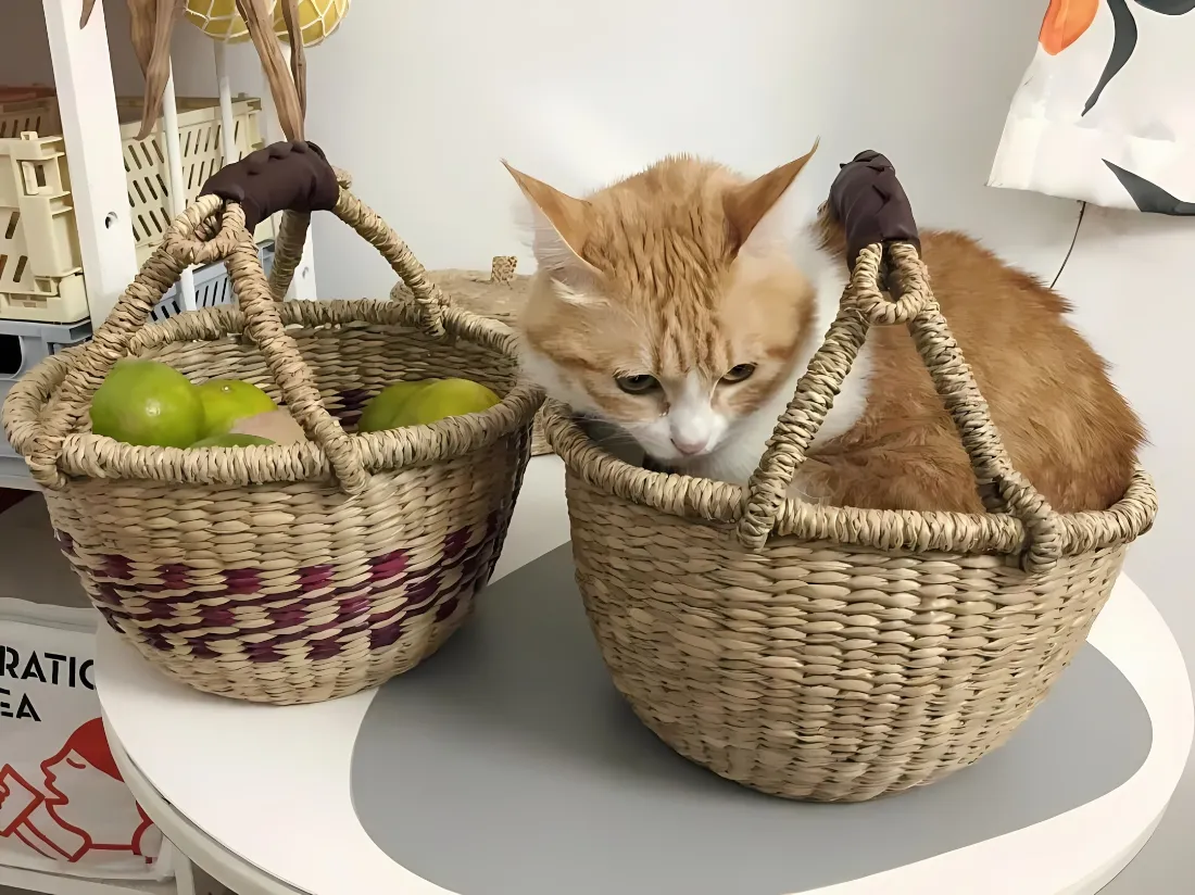 2k可爱橘猫壁纸｜编织篮桌面背景图片 - 治愈居家萌宠摆件「哲风壁纸」