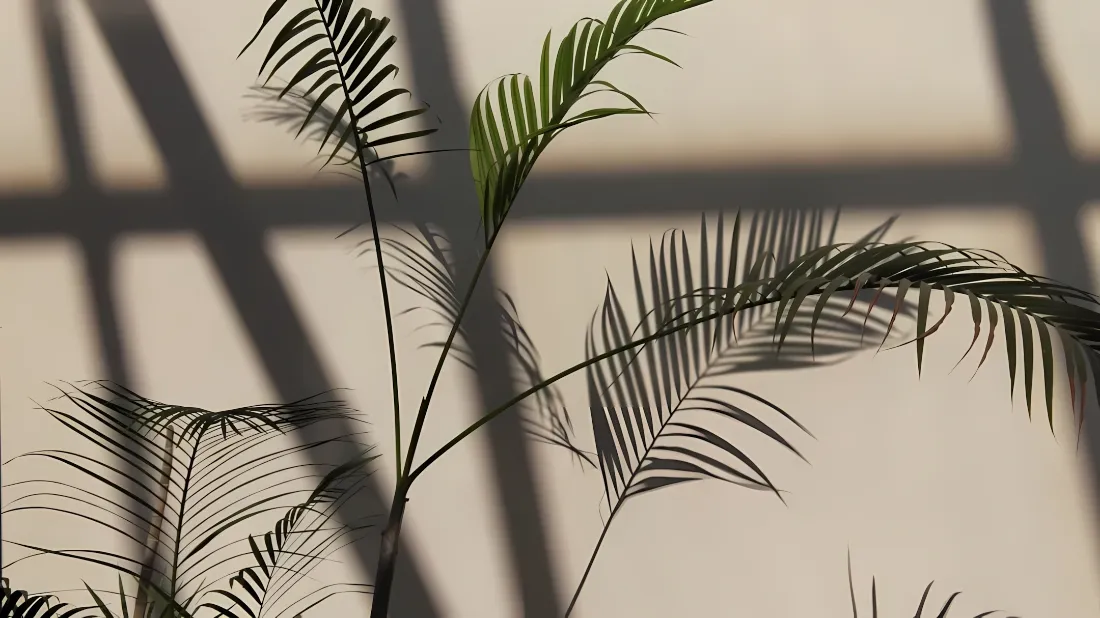 2k绿植壁纸｜光影墙面背景图片 - 简约清新居家氛围「哲风壁纸」