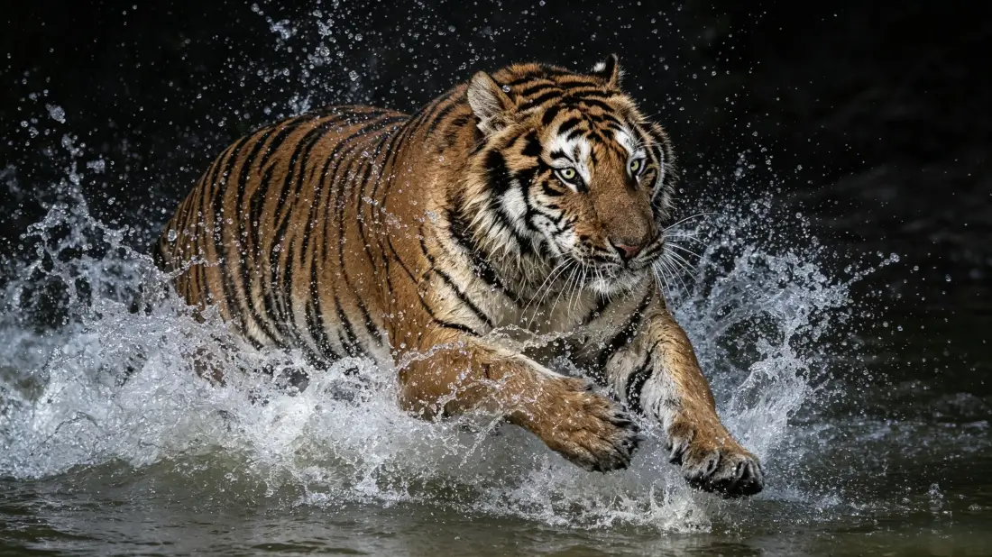 3k老虎壁纸｜涉水猛兽背景图片 - 水花飞溅动感写实「哲风壁纸」