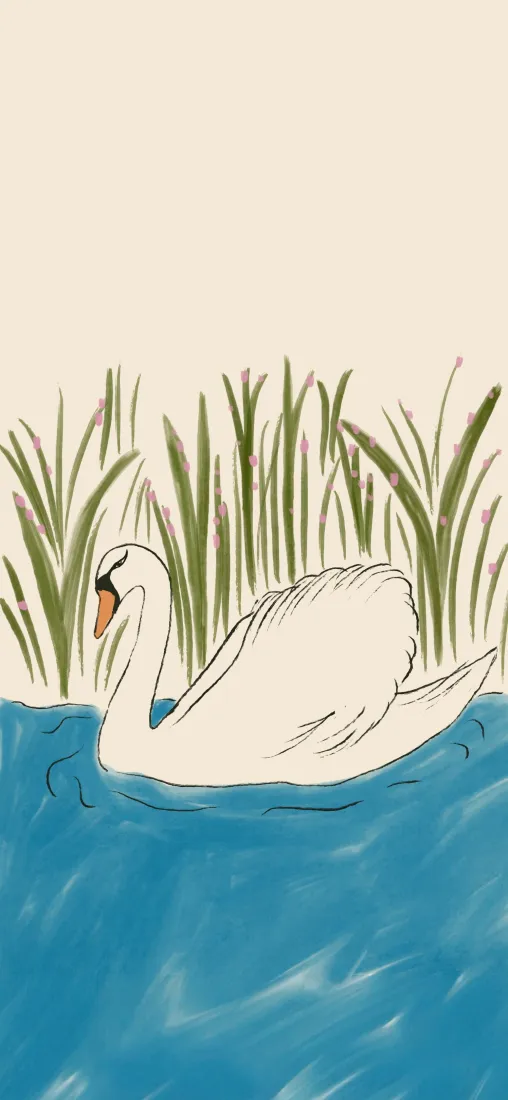 白天鹅芦苇手机壁纸｜静谧湖景背景图片 - 简约治愈清新插画「哲风壁纸」