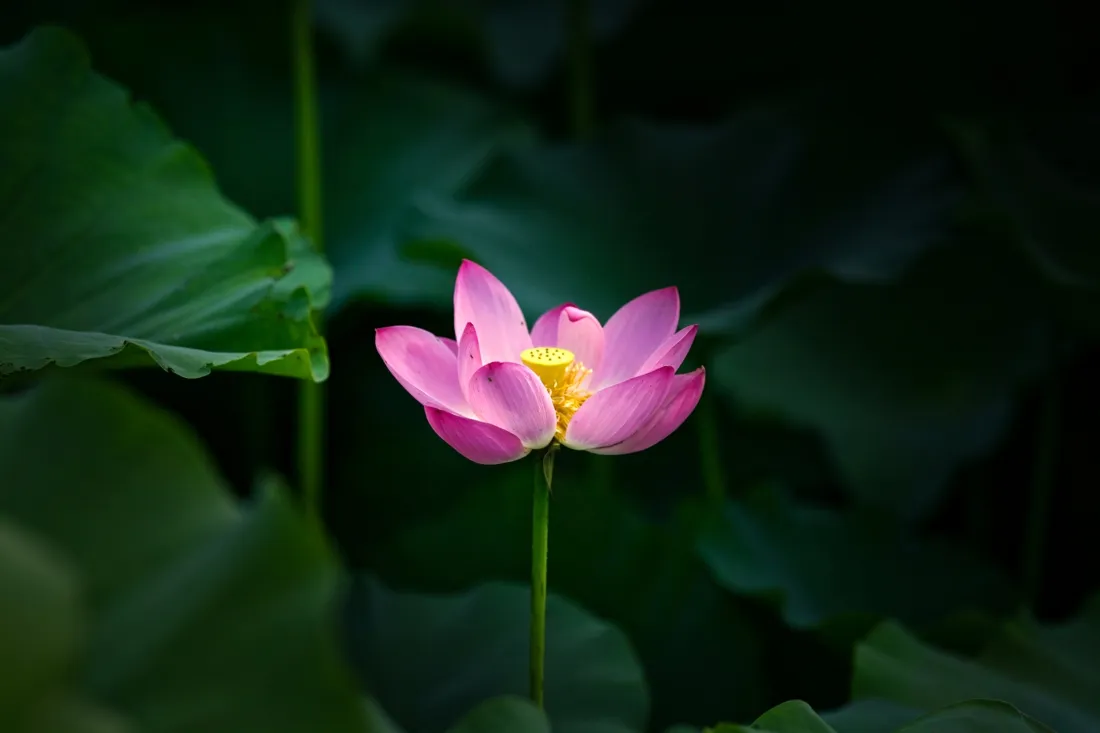 3k荷花壁纸｜荷塘背景图片 - 夏日粉色盛开水生花卉「哲风壁纸」
