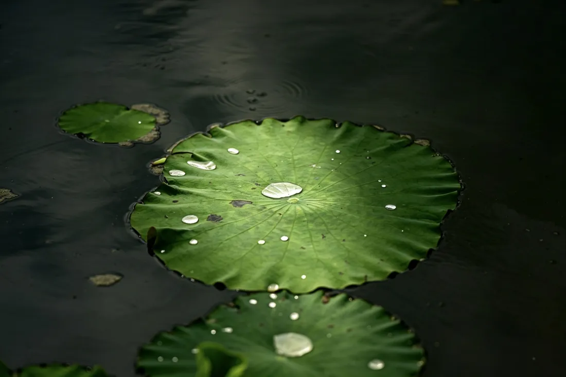 3k荷叶壁纸｜池塘水面背景图片 - 晶莹水珠水生植物「哲风壁纸」