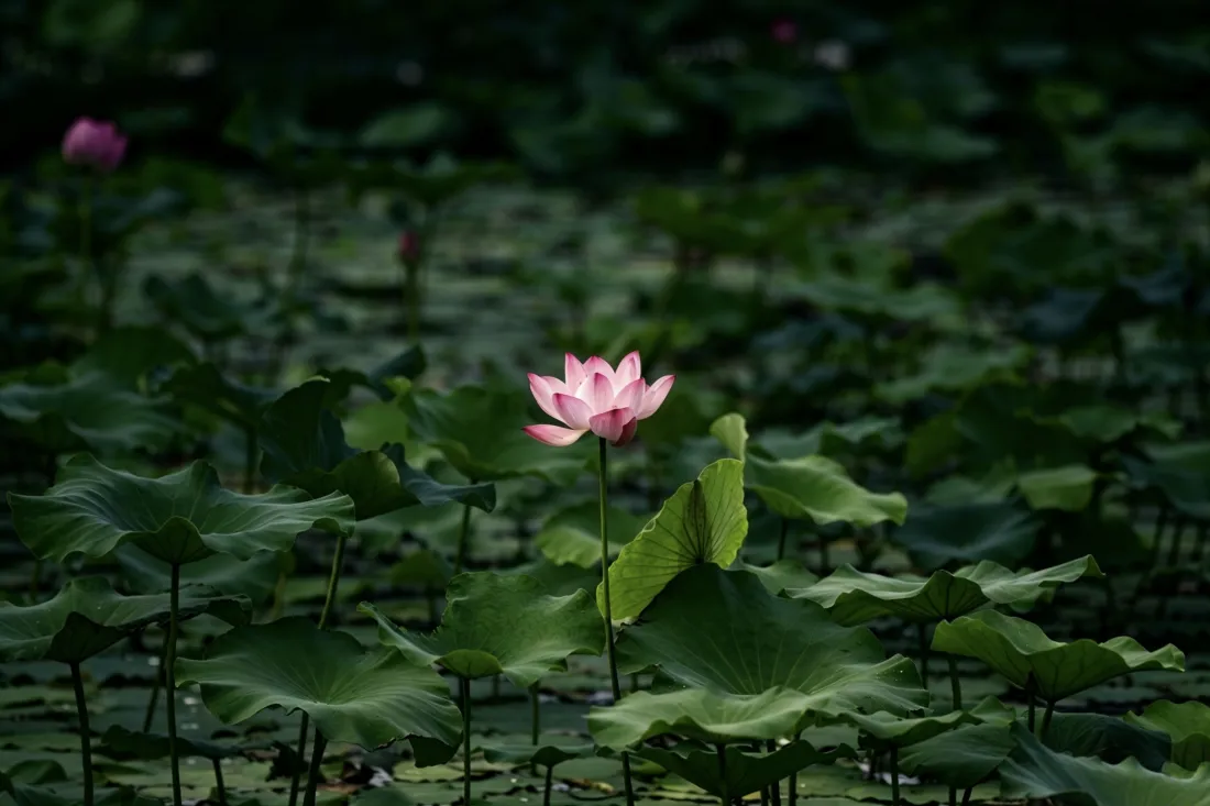 3k荷花壁纸｜荷塘荷叶背景图片 - 夏日清新自然花卉景观「哲风壁纸」