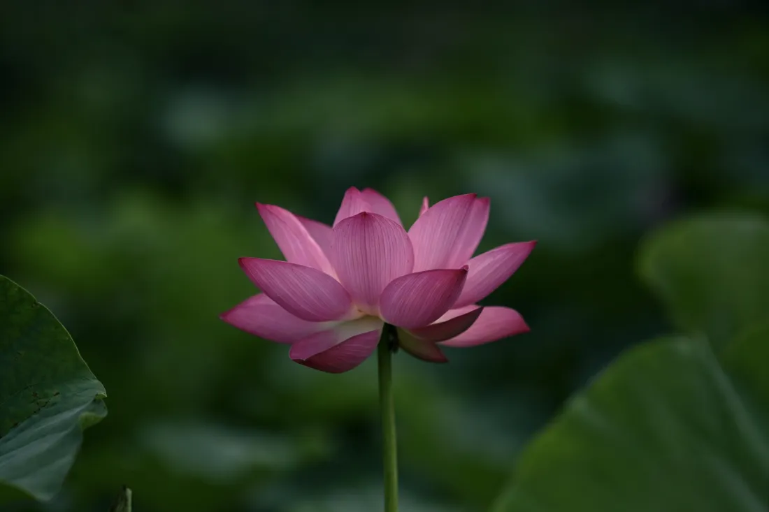 3k荷花壁纸｜翠绿荷塘背景图片 - 夏日盛放粉色花朵「哲风壁纸」
