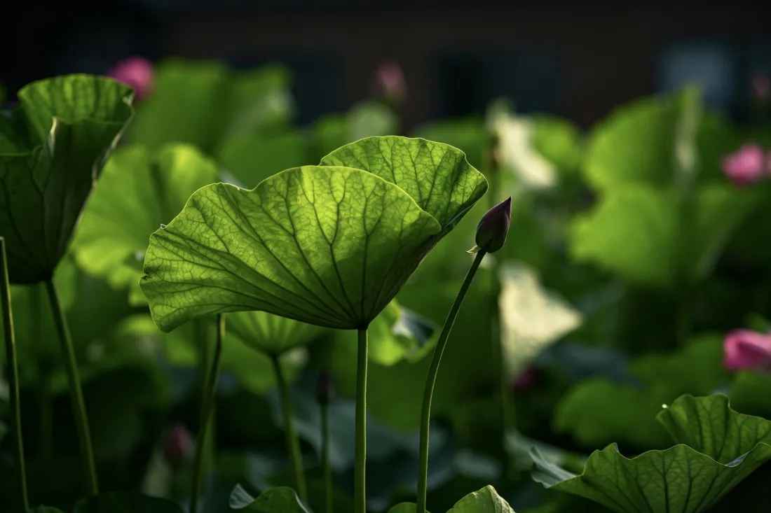 3k荷花壁纸｜夏日荷塘背景图片 - 翠绿荷叶含苞待放「哲风壁纸」