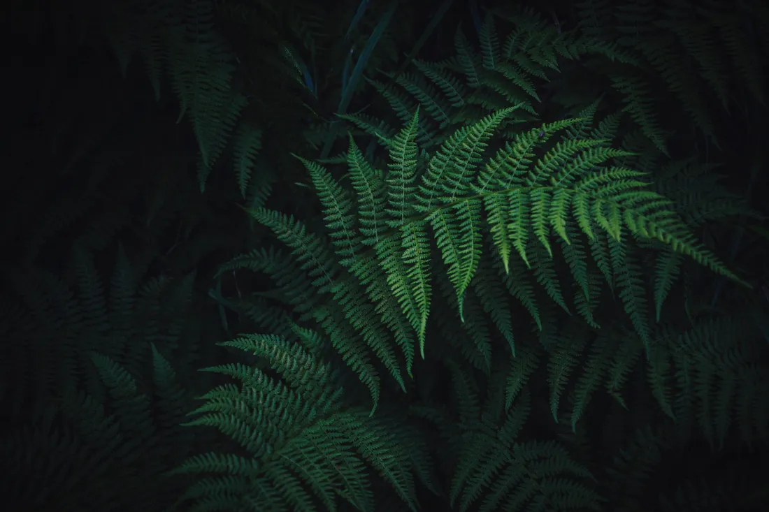 6k蕨类植物壁纸｜深绿暗调背景图片 - 自然绿植「哲风壁纸」