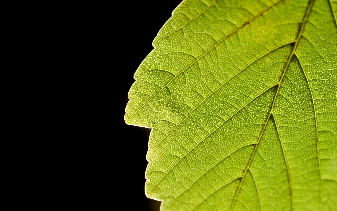 4k绿叶壁纸｜绿色植物背景图片 - 叶脉特写「哲风壁纸」