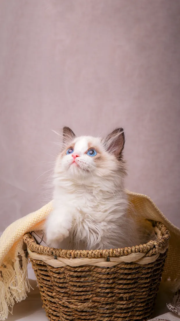布偶猫手机壁纸｜竹篮萌宠治愈背景图片 - 蓝眼长毛小猫「哲风壁纸」