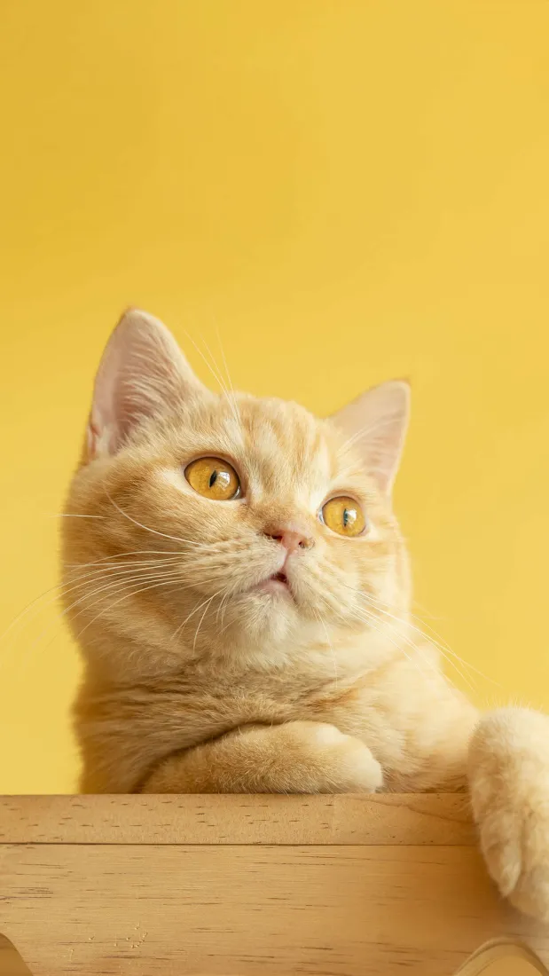 猫咪手机壁纸｜暖黄背景图片 - 软萌可爱短毛宠物猫「哲风壁纸」