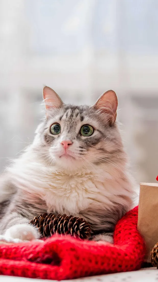 长毛银虎斑猫手机壁纸｜红色织物背景图片 - 软萌治愈宠物「哲风壁纸」