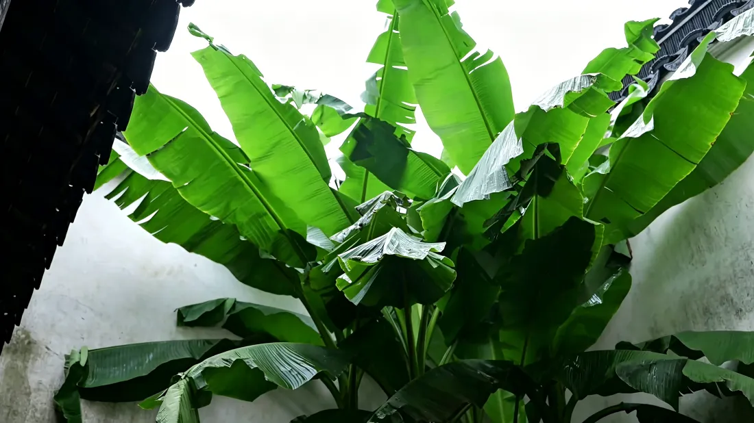 3k芭蕉壁纸｜清新绿植背景图片 - 绿色护眼「哲风壁纸」