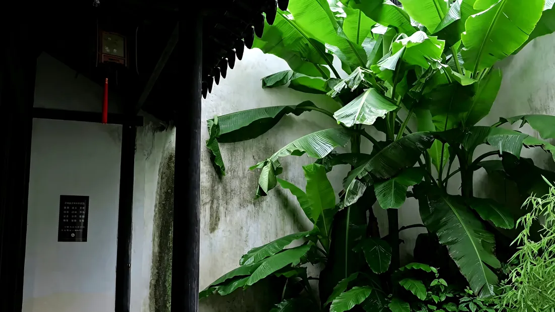 3k芭蕉壁纸｜中式庭院背景图片 - 清新护眼绿植「哲风壁纸」