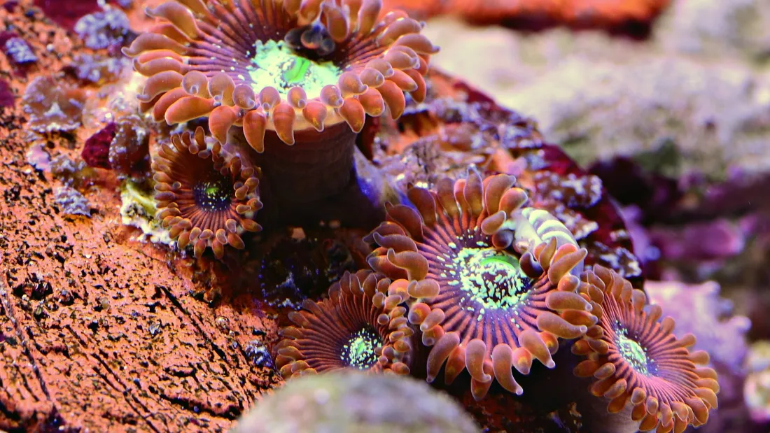 3k纽扣珊瑚壁纸｜海洋生物背景图片 - 海底自然景观「哲风壁纸」