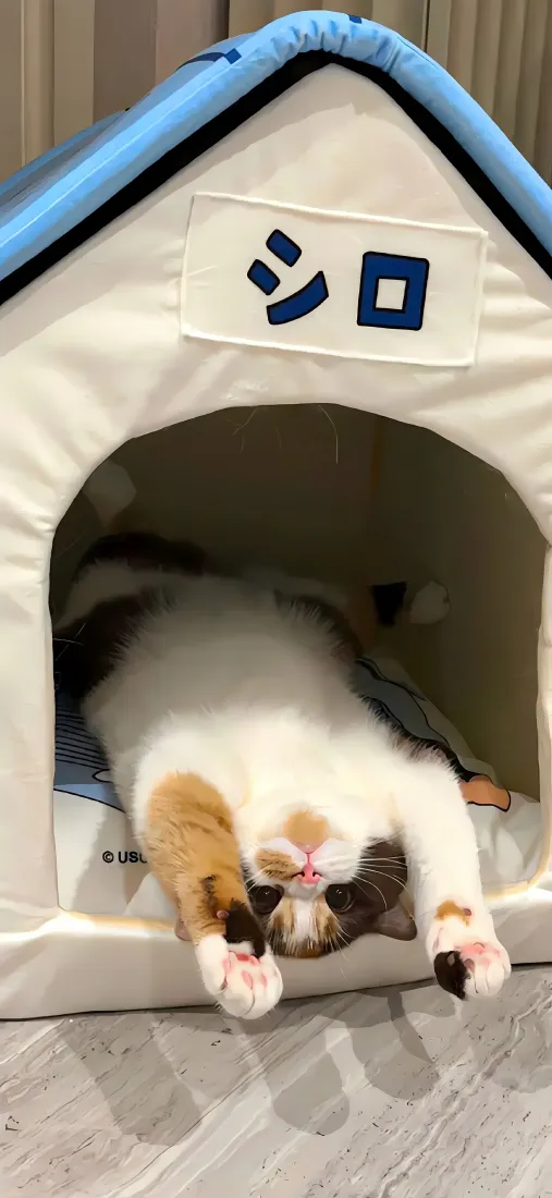 三花小猫手机壁纸｜治愈萌宠背景图片 - 猫窝慵懒睡姿「哲风壁纸」