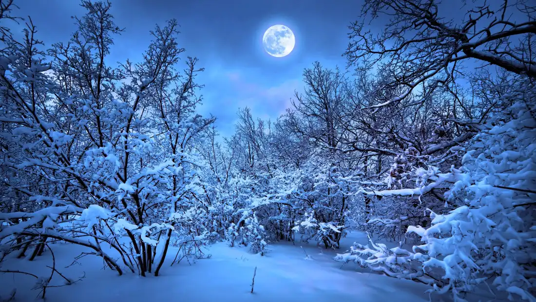4k月夜雪景壁纸｜冬日森林背景图片 - 4K超清「哲风壁纸」