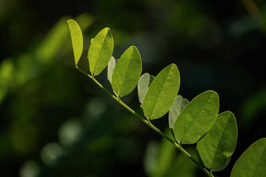 2k嫩绿树叶壁纸｜清新自然背景图片 - 护眼绿植摄影「哲风壁纸」