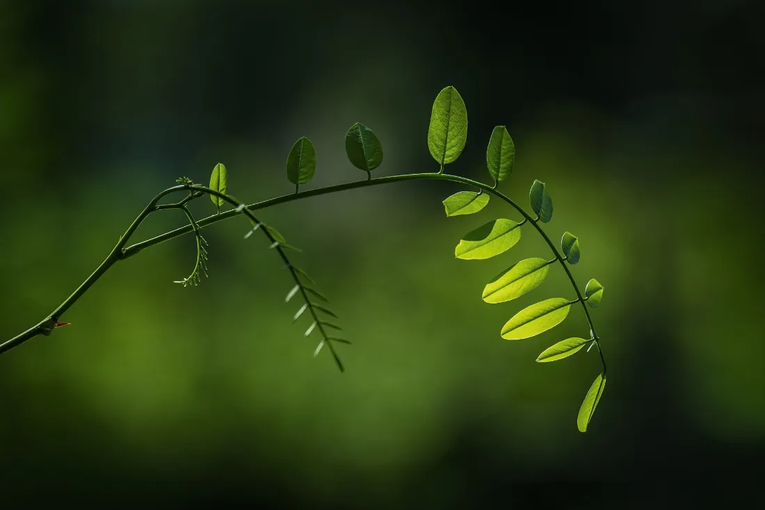 2k鲜嫩绿叶枝条壁纸｜清新自然背景图片 - 绿植特写「哲风壁纸」