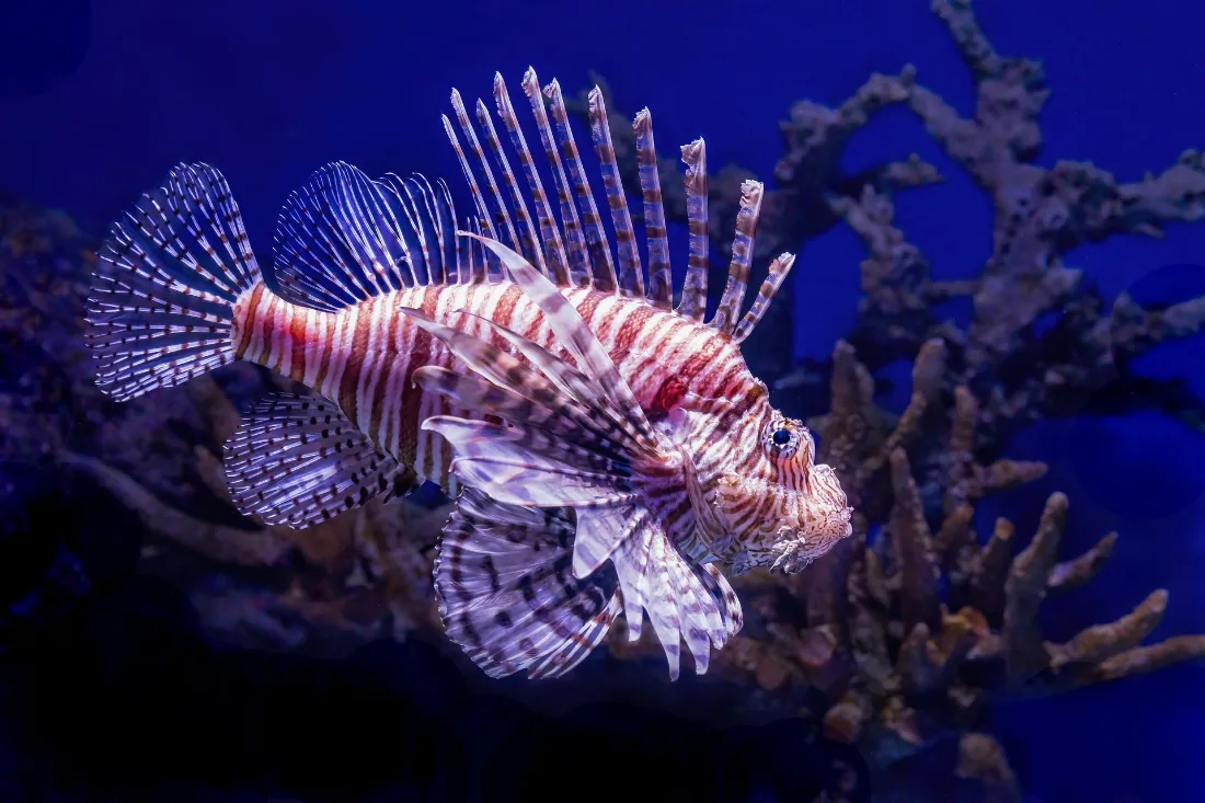 2k狮子鱼壁纸｜深蓝色海底珊瑚背景图片 - 热带海洋生物「哲风壁纸」