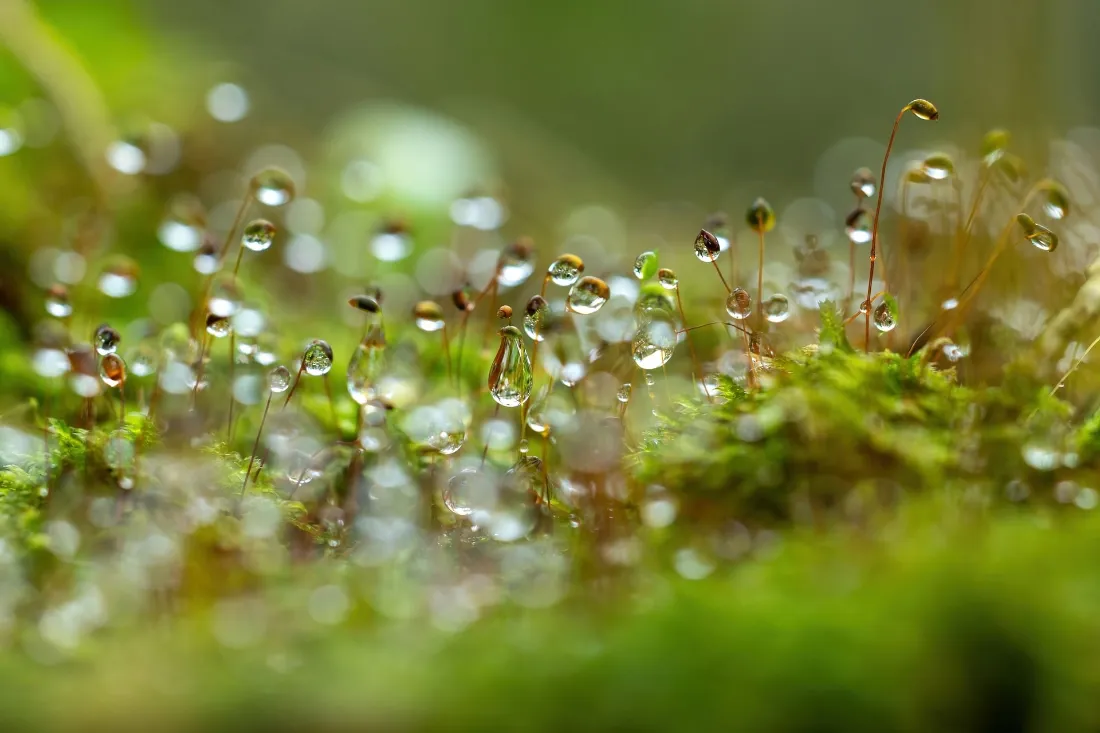 2k苔藓露珠壁纸｜清新绿植背景图片 - 自然微距特写「哲风壁纸」