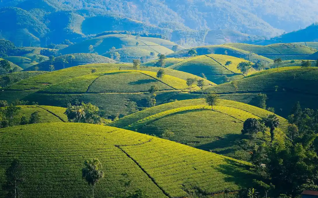 2k茶山壁纸｜青翠丘陵山地茶园背景图片 - 远山自然风光「哲风壁纸」