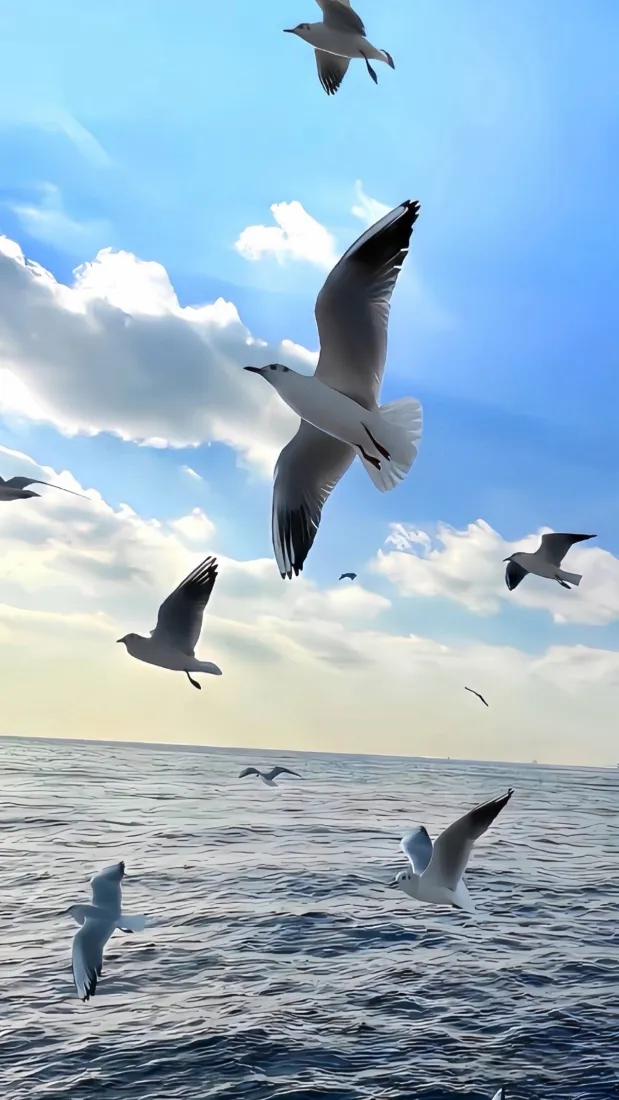 海边海鸥手机壁纸｜蓝天大海背景图片 - 治愈自然风景「哲风壁纸」