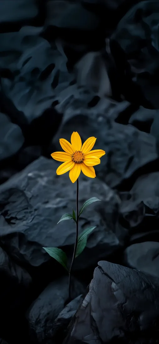 黄色小花手机壁纸｜暗调植物背景图片 - 清新治愈风景「哲风壁纸」