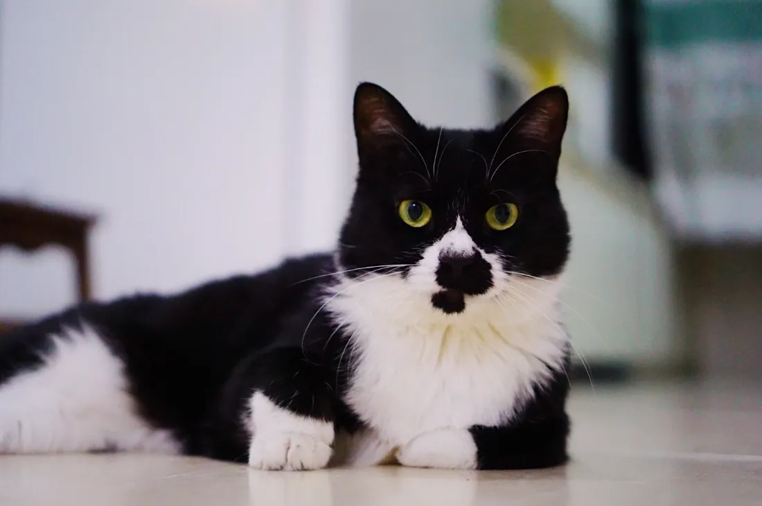 2k可爱奶牛猫壁纸｜居家萌宠背景图片 - 治愈软萌实拍「哲风壁纸」