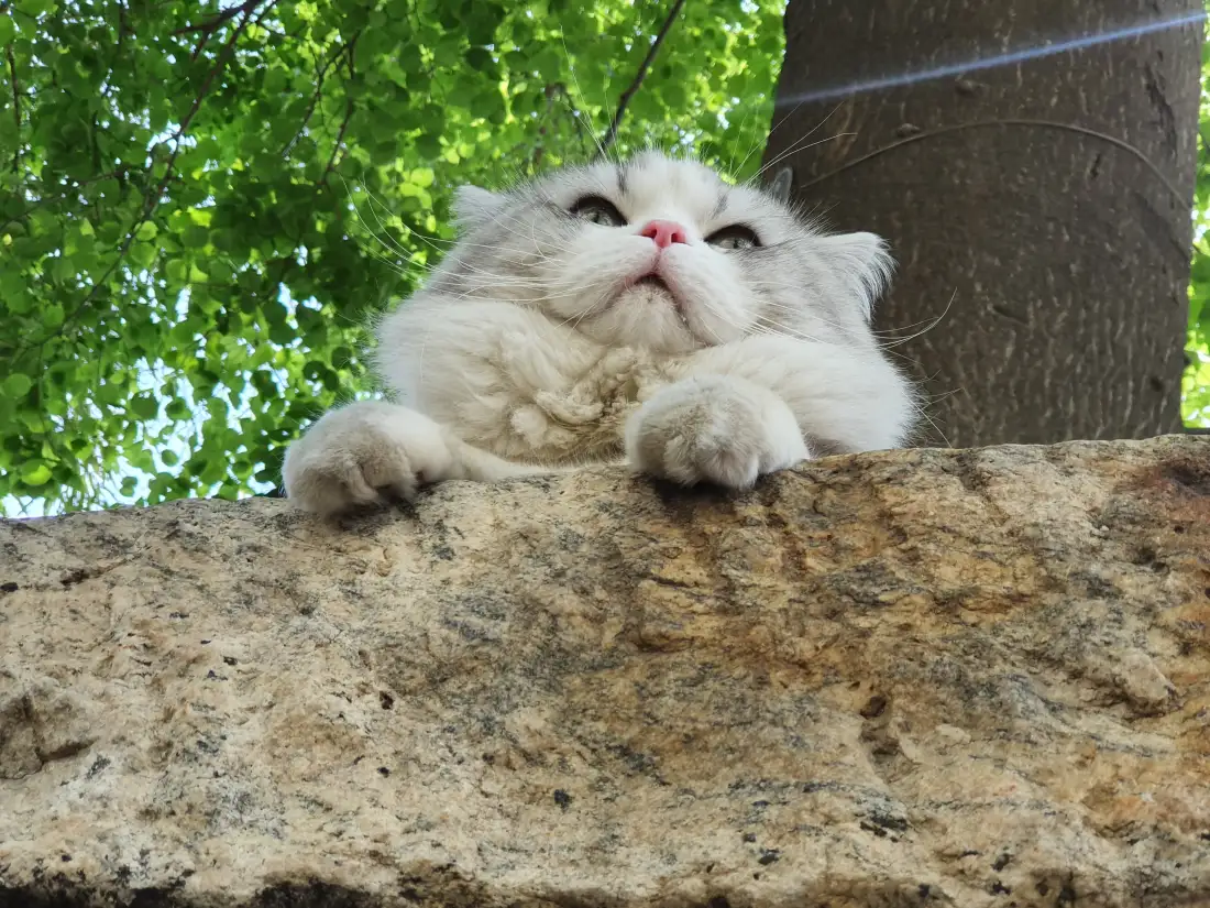 4k可爱长毛猫壁纸｜户外石墙背景图片 - 软萌治愈小宠物「哲风壁纸」