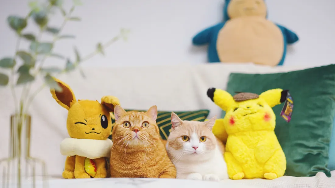 8k橘猫壁纸｜皮卡丘玩偶居家背景图片 - 可爱萌宠「哲风壁纸」