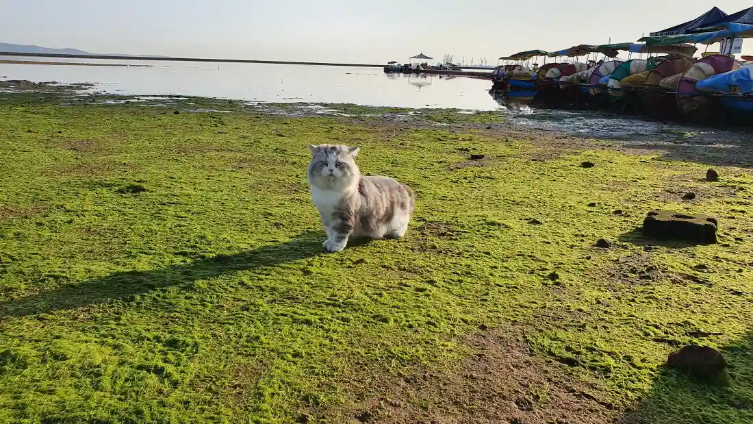 4k可爱折耳猫壁纸｜海边草地背景图片 - 治愈萌宠「哲风壁纸」