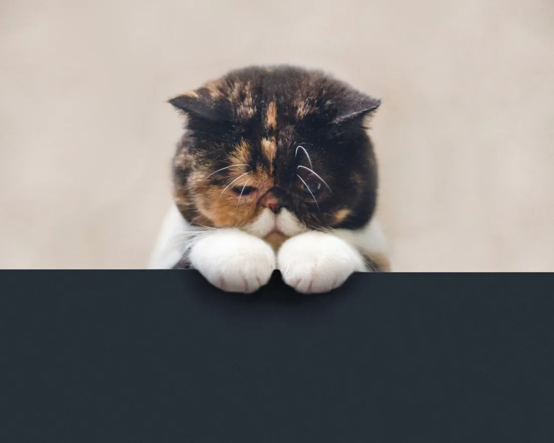 2k可爱猫咪壁纸｜软萌趴桌背景图片 - 治愈系家养小宠物「哲风壁纸」