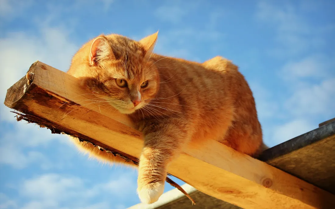 2k橘猫壁纸｜蓝天屋檐背景图片 - 软萌可爱「哲风壁纸」