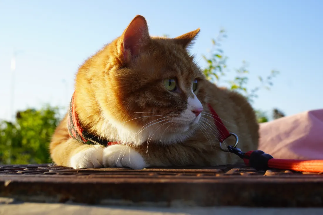 6k橘猫壁纸｜蓝天户外背景图片 - 可爱治愈萌宠「哲风壁纸」