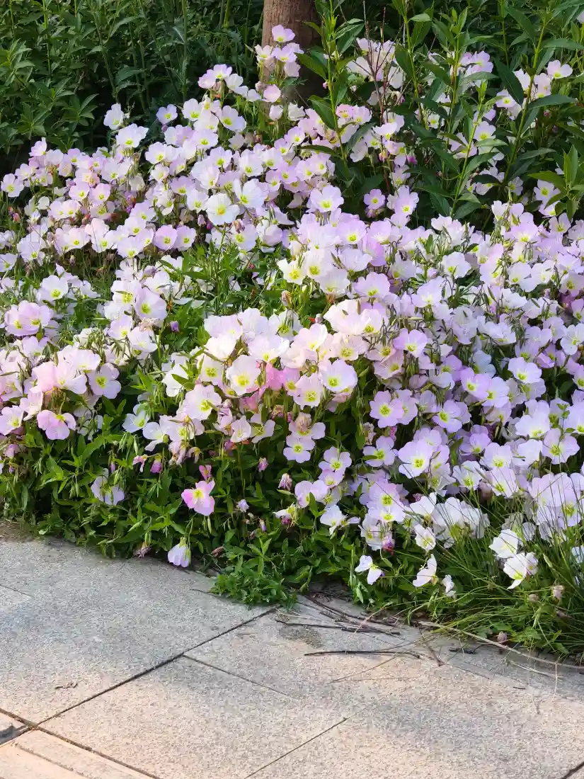 淡紫色野花手机壁纸｜路边绿植背景图片 - 清新户外风景「哲风壁纸」