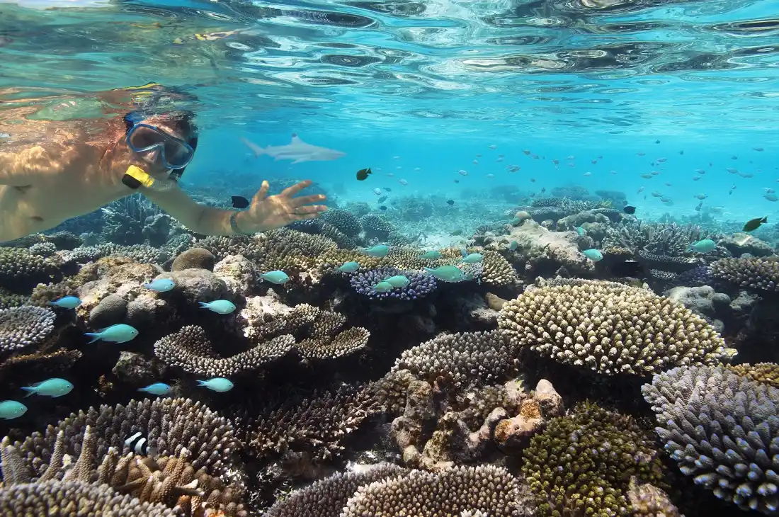 4k海底珊瑚壁纸｜深海潜水背景图片 - 热带海洋自然风光「哲风壁纸」