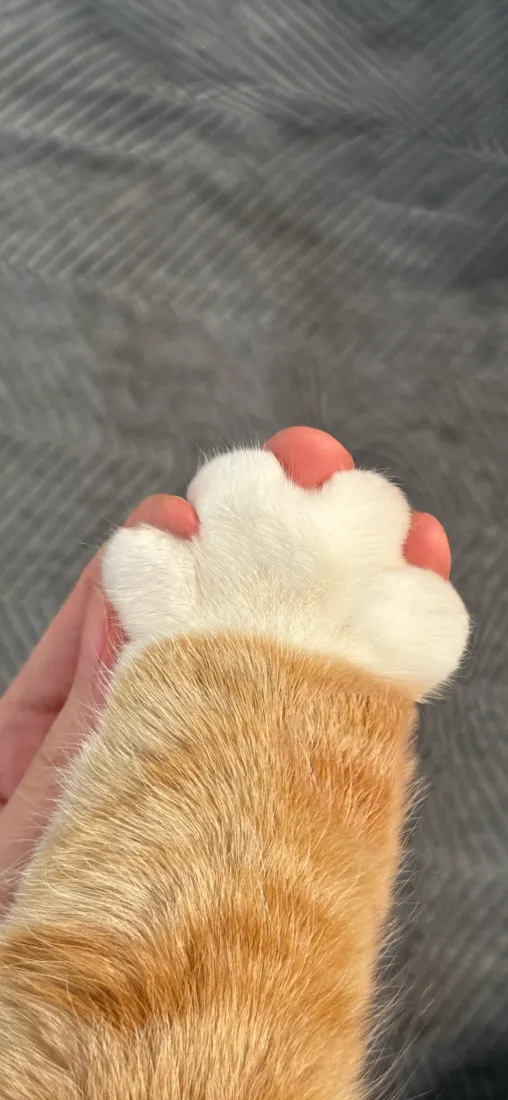 可爱小猫爪手机壁纸｜橘猫肉垫背景图片 - 软萌治愈「哲风壁纸」
