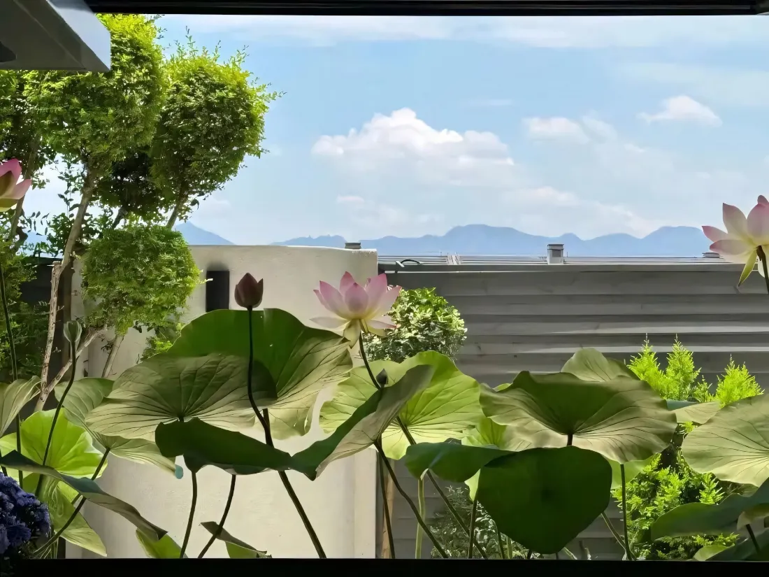 2k夏日荷花壁纸｜晴空庭院背景图片 - 远山绿植自然景致「哲风壁纸」