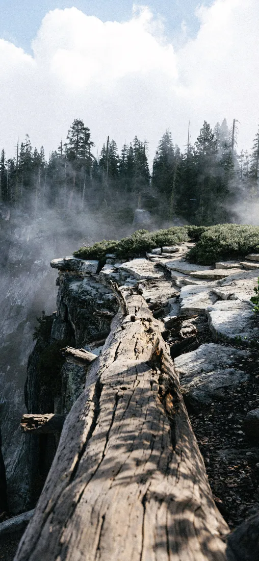 树林烟雾手机壁纸｜枯木悬崖背景图片 - 自然山林风景「哲风壁纸」