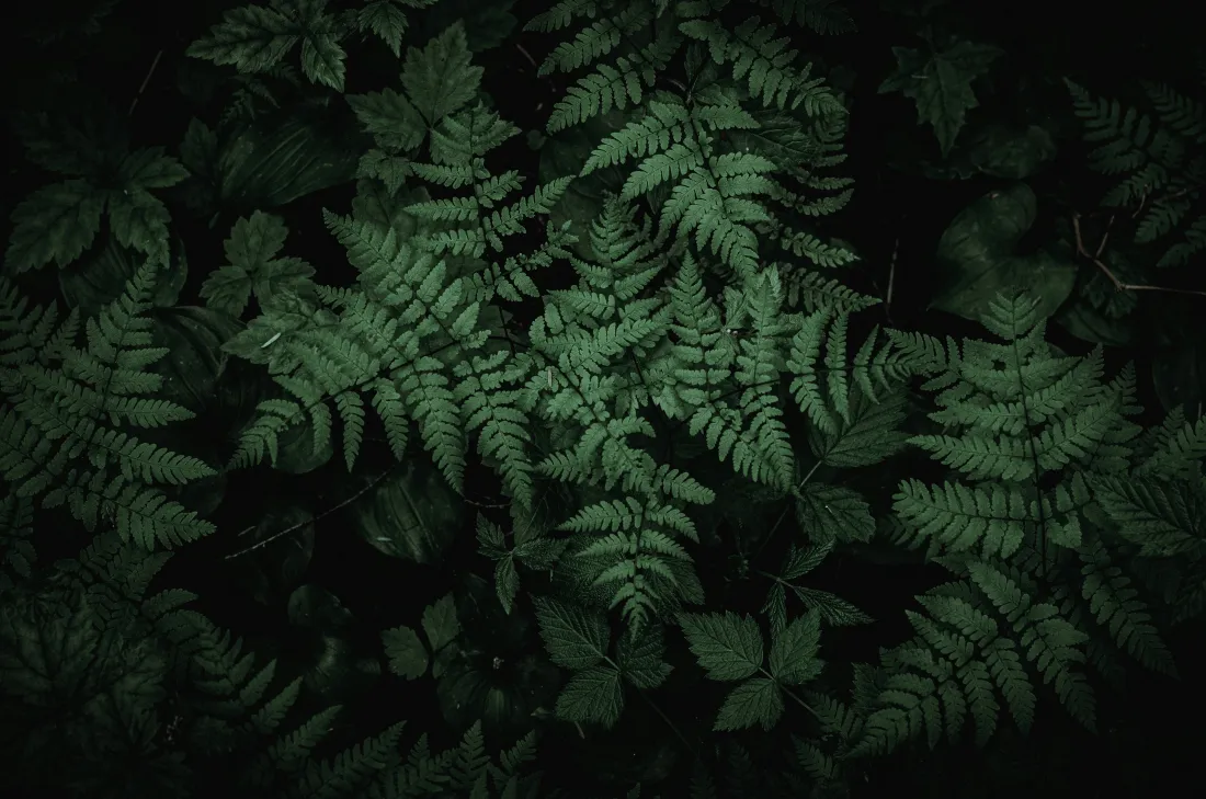 5k暗调蕨类绿植壁纸｜深绿色叶片背景图片 - 自然植物景观「哲风壁纸」