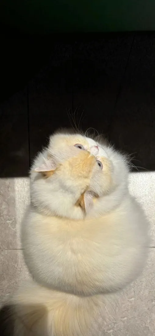 软萌奶猫手机壁纸｜可爱白色小猫背景图片 - 治愈萌宠「哲风壁纸」
