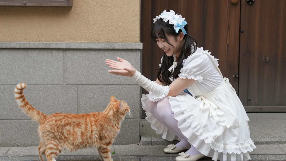 2k猫咪女孩壁纸｜街角橘猫背景图片 - 治愈系萌宠「哲风壁纸」
