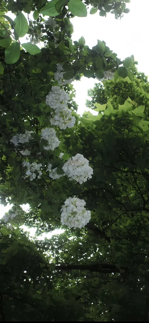 绣球花手机壁纸｜树荫绿植背景图片 - 夏日清新自然「哲风壁纸」