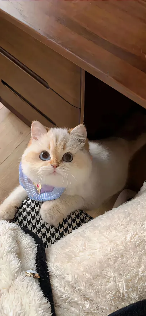 可爱小猫手机壁纸｜软萌治愈宠物背景图片 - 高颜值家养萌宠「哲风壁纸」