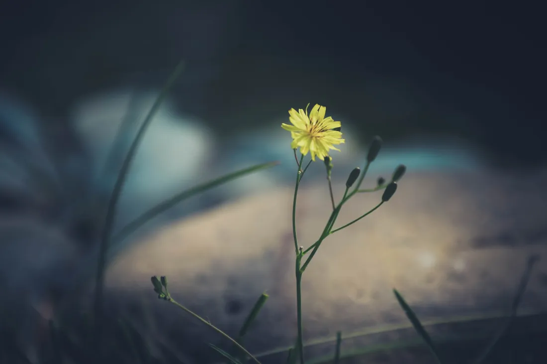 6k小黄花壁纸｜自然风景背景图片 - 清新治愈「哲风壁纸」