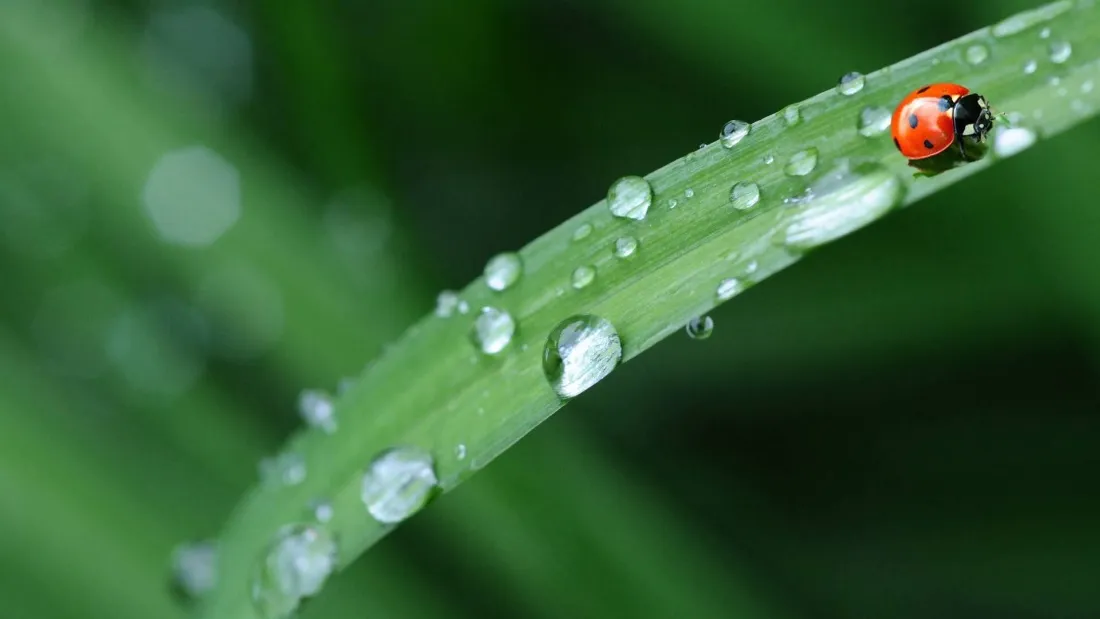 2k护眼风景壁纸｜草叶露珠背景图片 - 清新自然昆虫特写「哲风壁纸」