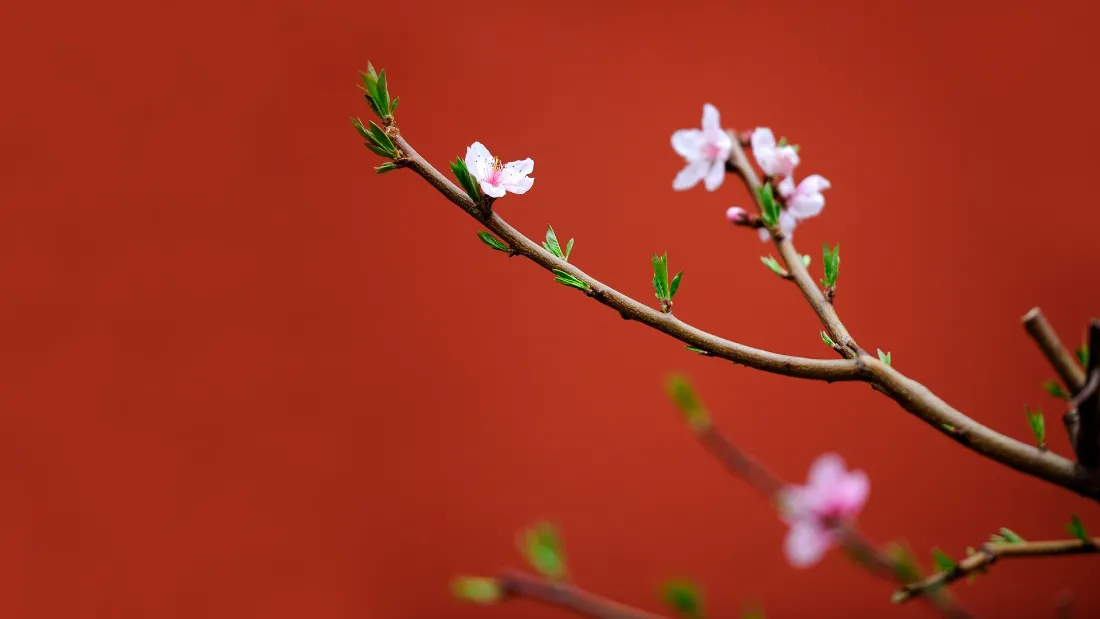 2k紫禁城壁纸｜红墙春花背景图片 - 春日古风风景「哲风壁纸」