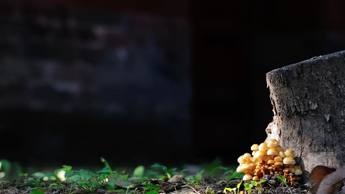 2k蘑菇风景壁纸｜绿植石块背景图片 - 自然微观场景「哲风壁纸」