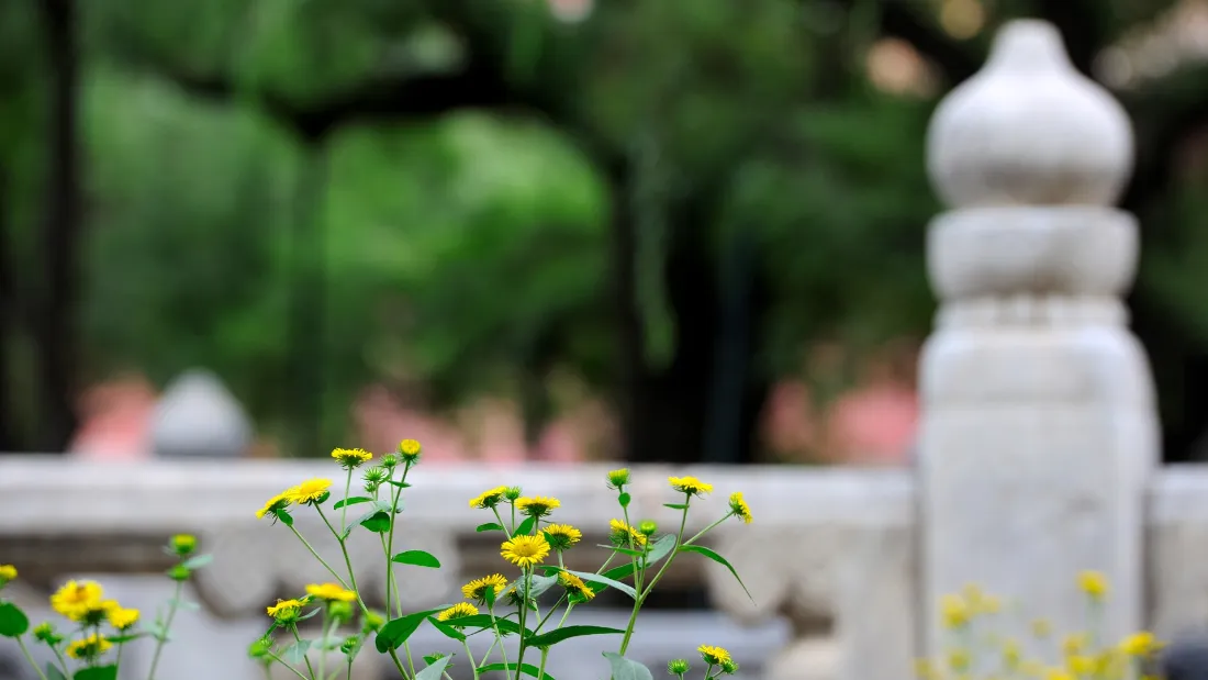 2k紫禁城壁纸｜中式古建风景背景图片 - 石栏小黄花「哲风壁纸」